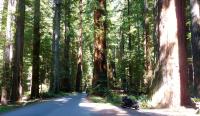 Motorcycle Roads Mattole Road